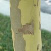 Bloodgood London Planetree #10 - Image 2